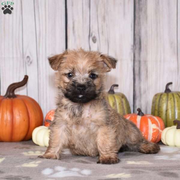 Neptune, Cairn Terrier Puppy
